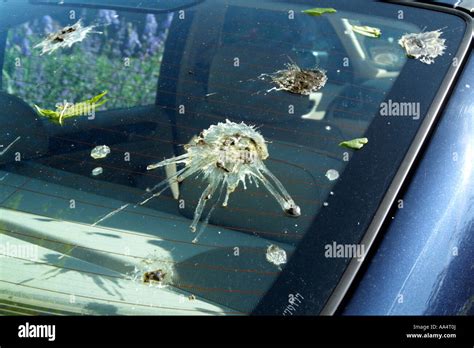 bird droppings on car tested as coccaine|‘That’s bird poop’: Charges dropped against star .